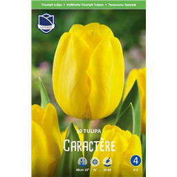 Тюльпан Карактер