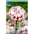 Тюльпан Карнавал де Найс