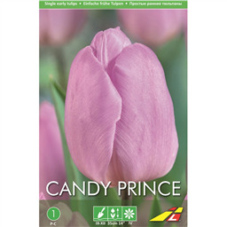 Тюльпан Кенди Принц(упаковка мини)