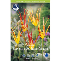 Тюльпан Корнута