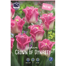Тюльпан Краун оф Династи