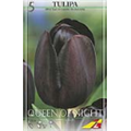 Тюльпан Куин оф Найт(упаковка мини)