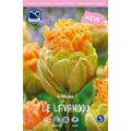 Тюльпан Ле Лаванду
