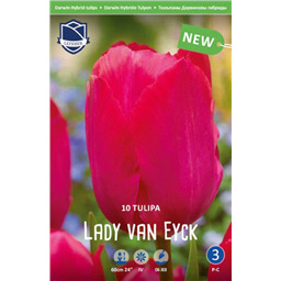 Тюльпан Леди Ван Эйк