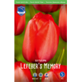 Тюльпан Лефеберс Мемори