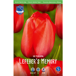 Тюльпан Лефеберс Мемори