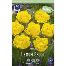 Тюльпан Лемон Шут