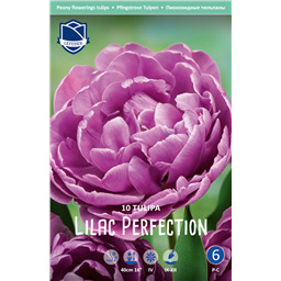 Тюльпан Лилак Перфекшн
