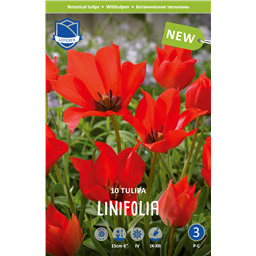 Тюльпан Линифолия