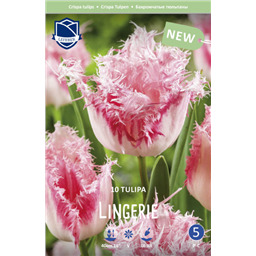 Тюльпан Линжери