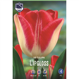 Тюльпан Липглосс