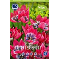 Тюльпан Литтл Бьюти