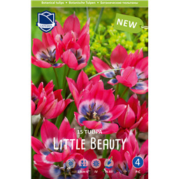 Тюльпан Литтл Бьюти