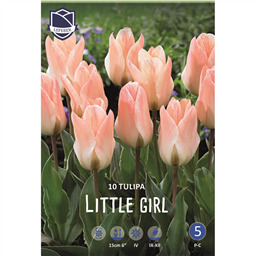 Тюльпан Литтл Герл