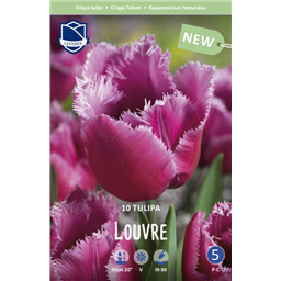 Тюльпан Лувр