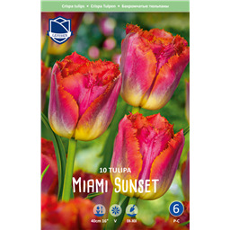 Тюльпан Майями Сансет