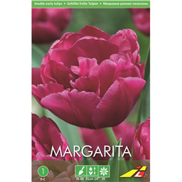 Тюльпан Маргарита(упаковка мини)