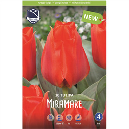 Тюльпан Мирамаре
