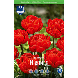 Тюльпан Миранда