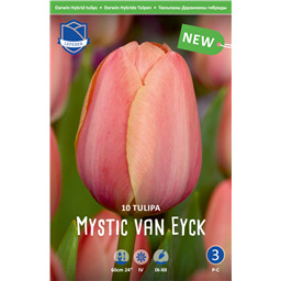 Тюльпан Мистик Ван Эйк