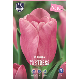 Тюльпан Мистресс(упаковка мини)