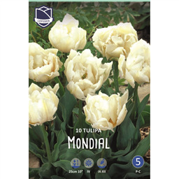 Тюльпан Могдиаль