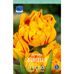 Тюльпан Монселла