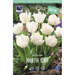 Тюльпан Норд Кап