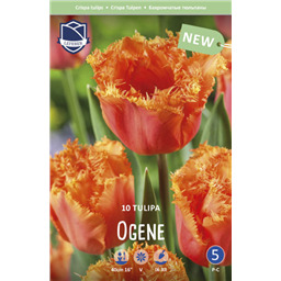 Тюльпан Оген