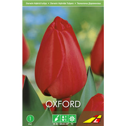 Тюльпан Оксфорд(упаковка мини)