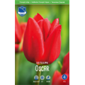 Тюльпан Оскар