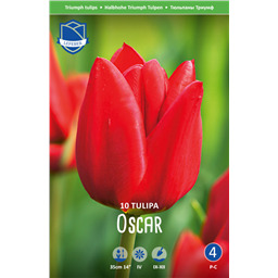 Тюльпан Оскар