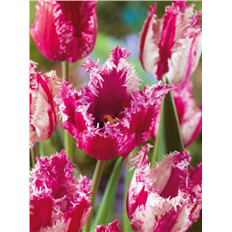 Тюльпан Перпл Циркус