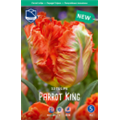Тюльпан Пэррот Кинг