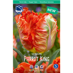 Тюльпан Пэррот Кинг