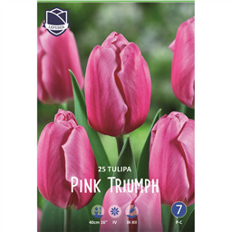Тюльпан Пинк Триумф