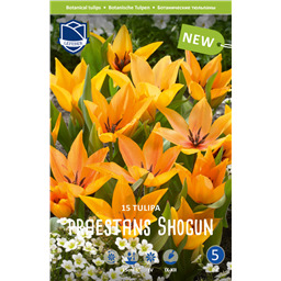 Тюльпан Престанс Шогун