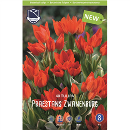 Тюльпан Престанс Цваненбург