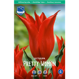Тюльпан Претти Вумен