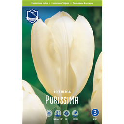 Тюльпан Пуриссима