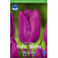 Тюльпан Пурпл Триумф