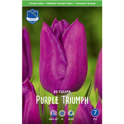 Тюльпан Пурпл Триумф