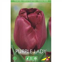 Тюльпан Пёпл Леди(упаковка мини)