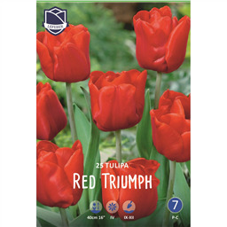 Тюльпан Ред Триумф