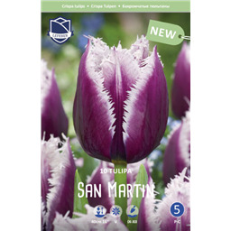 Тюльпан Сан Мартин