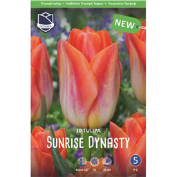 Тюльпан Санрайз Династи