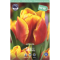 Тюльпан Шелл