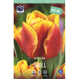 Тюльпан Шелл