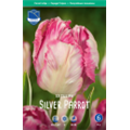 Тюльпан Сильвер Пэррот