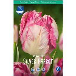Тюльпан Сильвер Пэррот